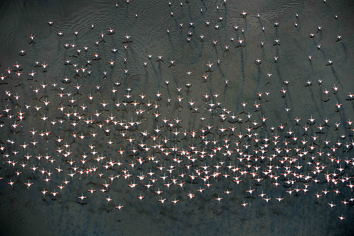Shompole Wilderness Flamingoes-191a