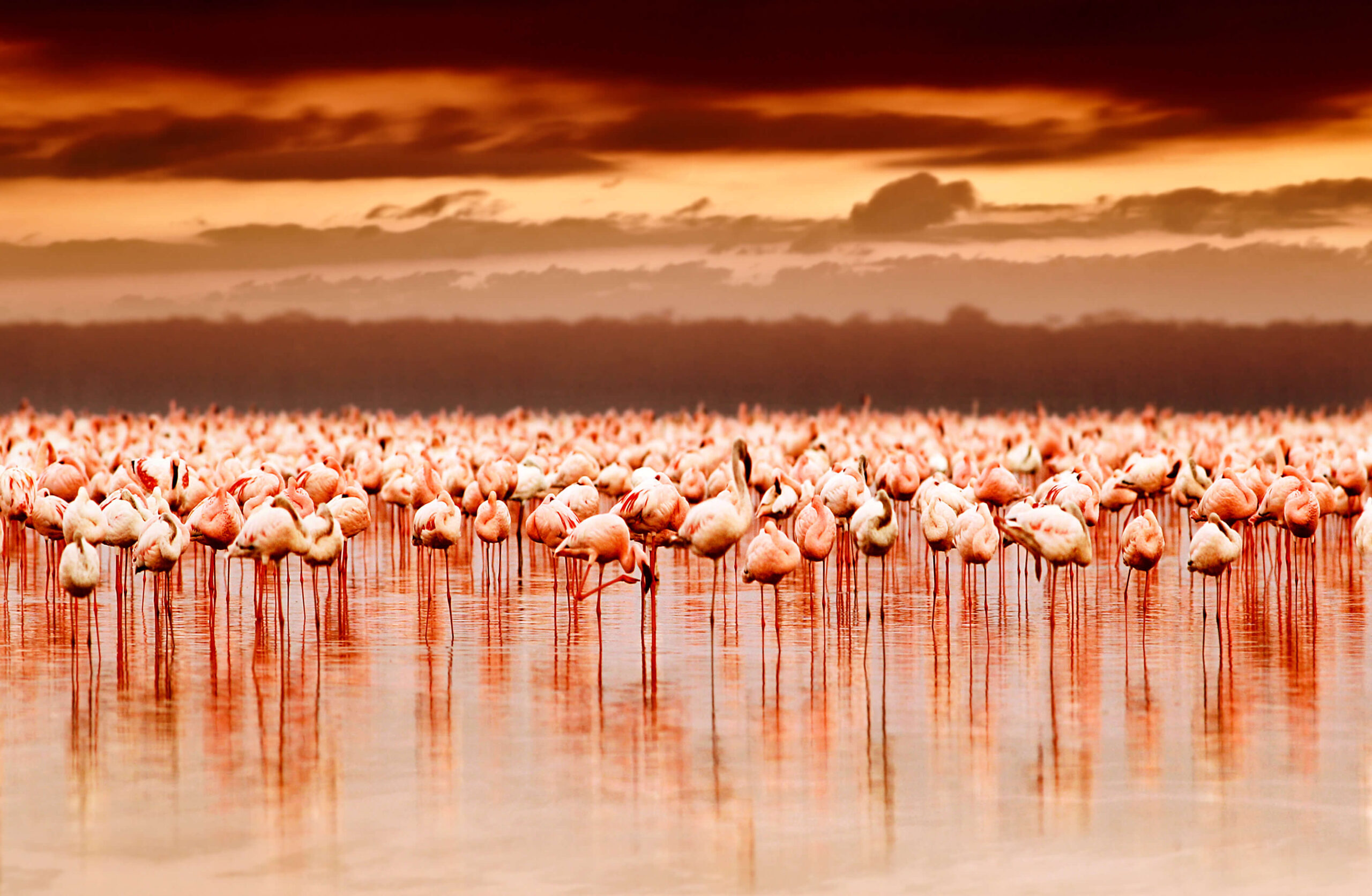 The Cliff Nakuru Lake Nakuru Flamingoes