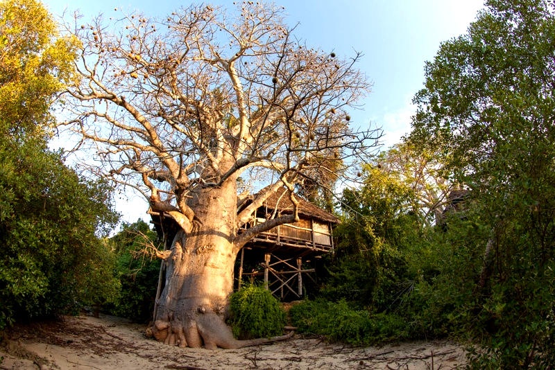 Chole Mjini Lodge Treehouse Moja exterior view 1
