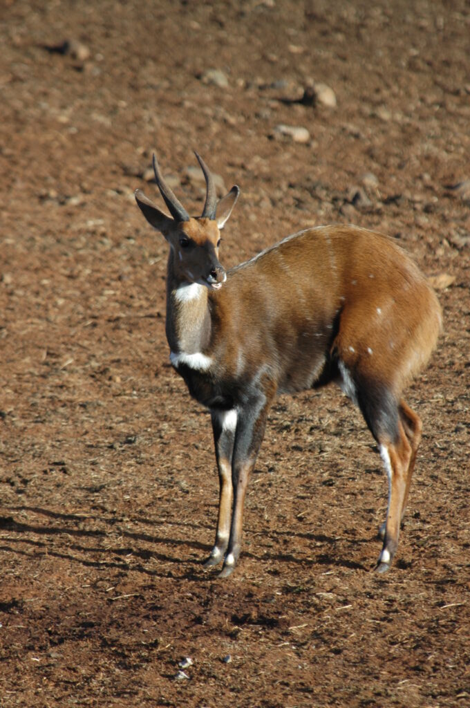 Aberdares National Park Antelope