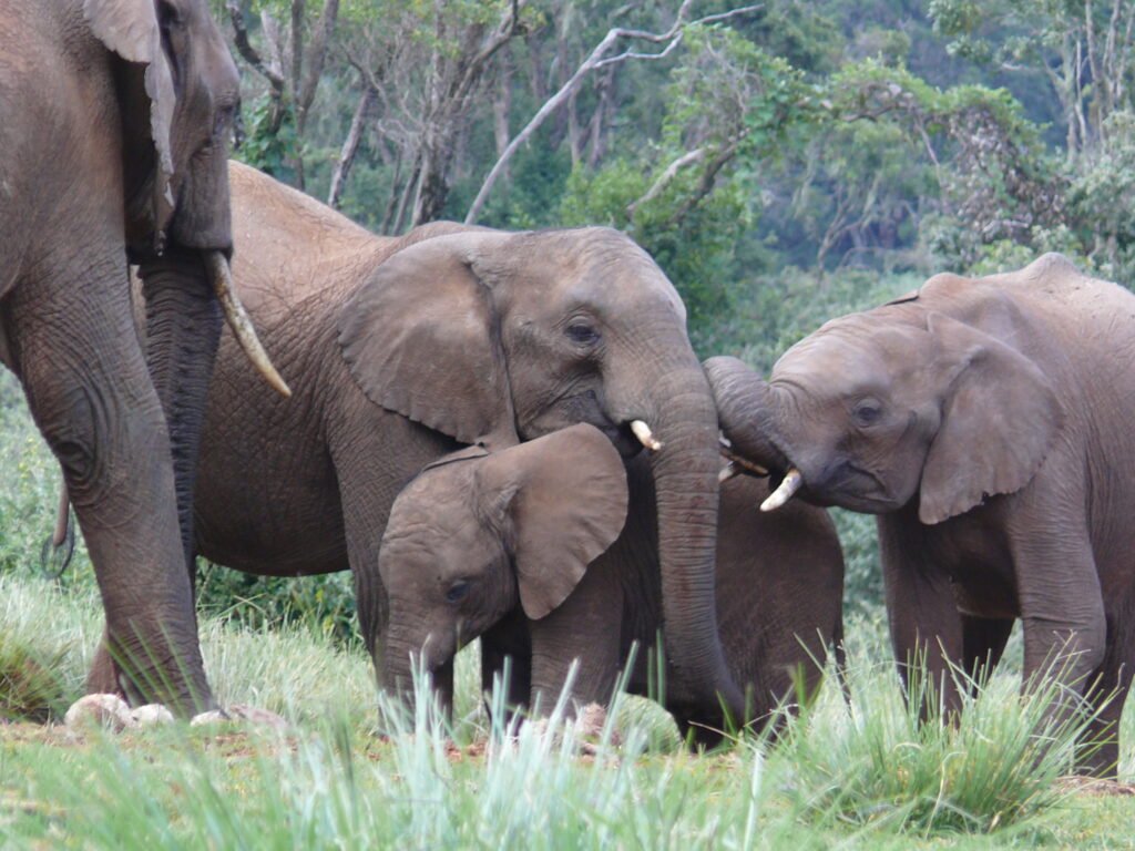 Aberdares National Park Elephants