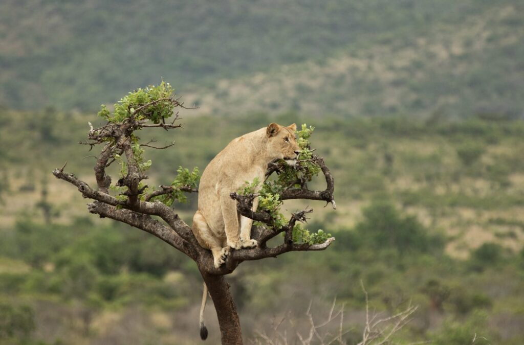 Akagera National Park Lion On A Tree