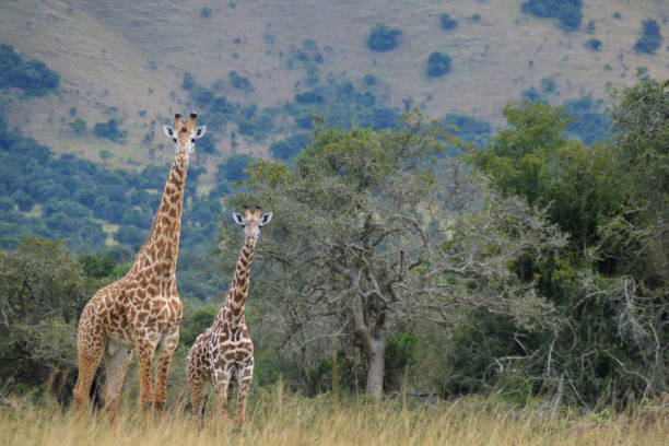 Akagera National Park Rwanda Giraffes