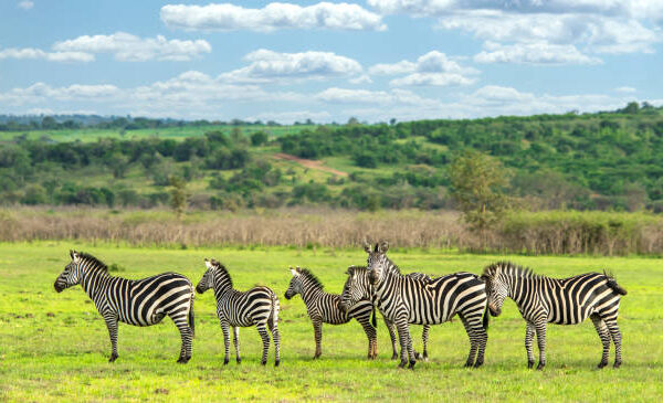 Akagera National Park Rwanda Group Of Zebras