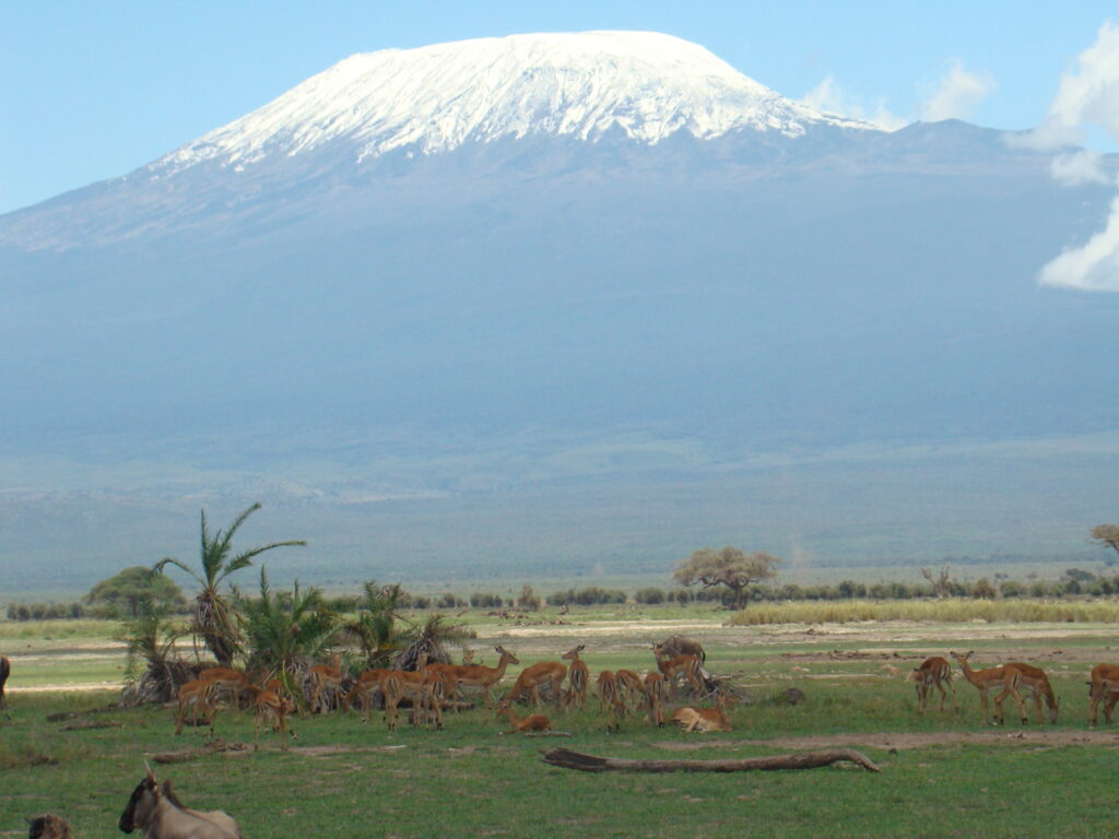 Amboseli National Park Gazelle Against Backdrop of Mount Kilimanjaro