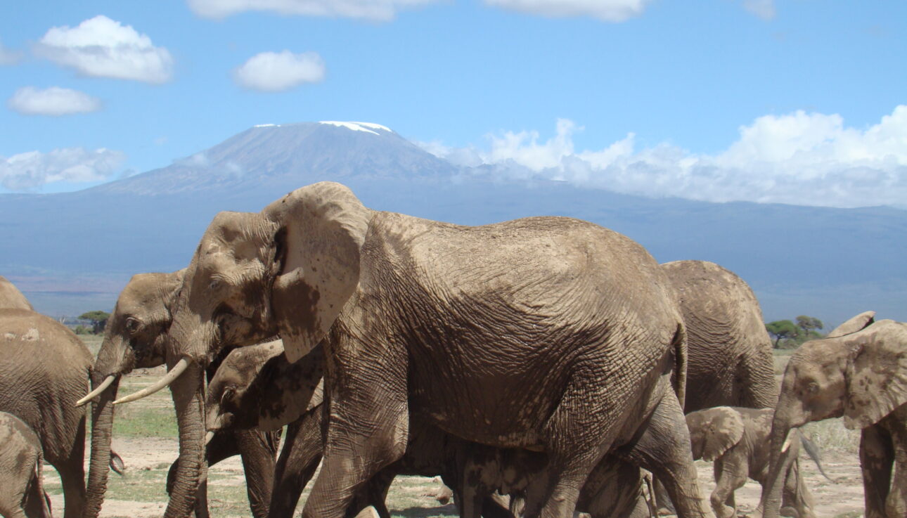 Amboseli National Park Elephants Backdrop of Mount Kilimanjaro