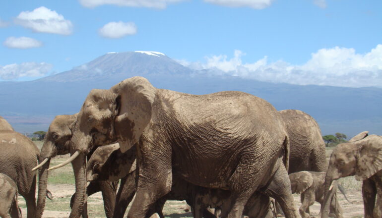 Amboseli National Park Elephants Backdrop of Mount Kilimanjaro