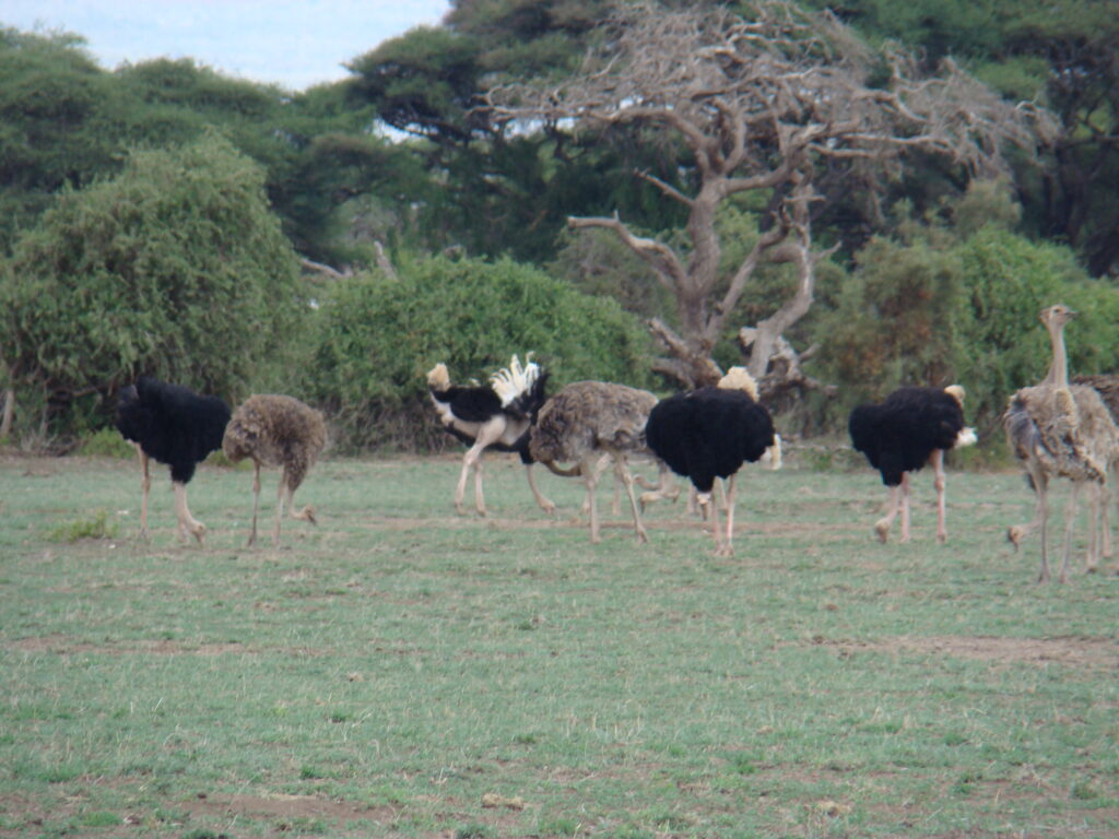 Amboseli National Park Male & Female Ostrich