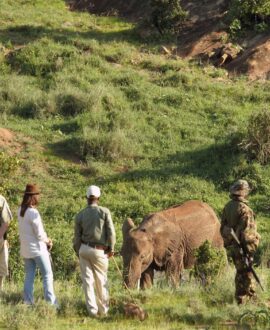 Guided Walking Safaris