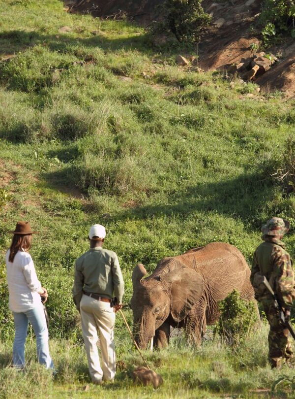 Borana Conservancy Guided Walking Safari