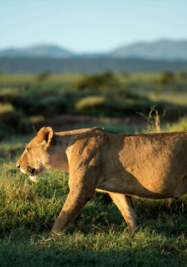 Borana Conservancy Lion
