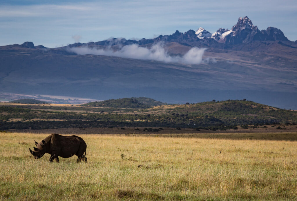 Borana Conservancy Rhino and Mountain