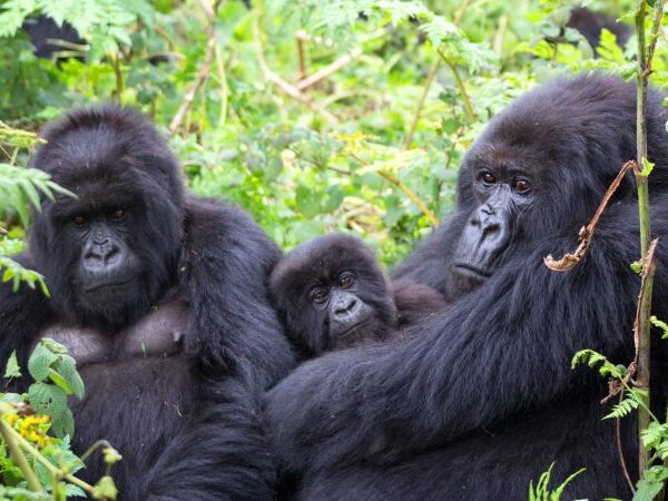 Bwindi Impenetrable National Park - Forest Family of Mountain Gorilla