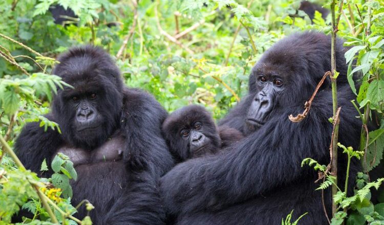 Bwindi Impenetrable National Park - Forest Family of Mountain Gorilla