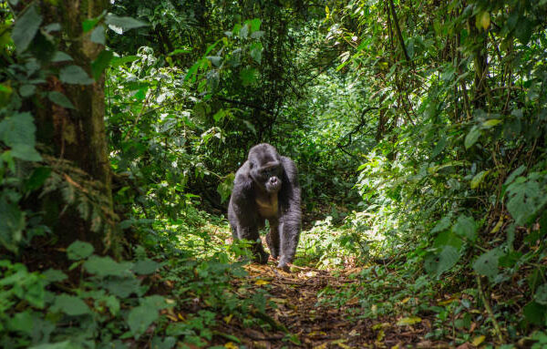 Bwindi Impenetrable National Park Gorilla Tracking
