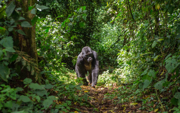 Bwindi Impenetrable National Park Gorilla Tracking