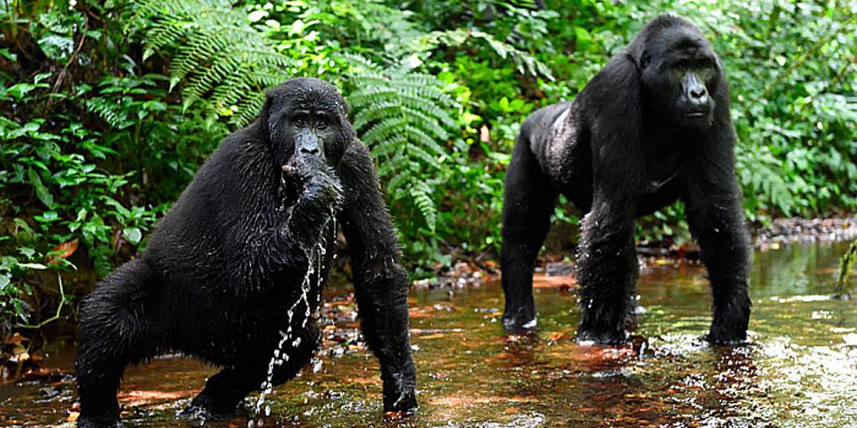 Bwindi Impenetrable National Park Mountain Gorillas Drinking Water