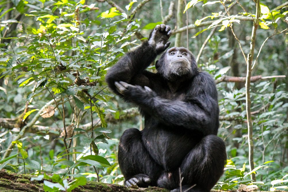 Gombe Stream National Park Chimpanzee