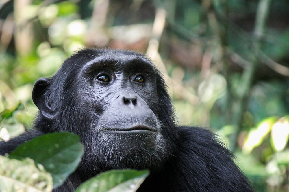 Gombe Stream National Park Chimpanzee Up-close