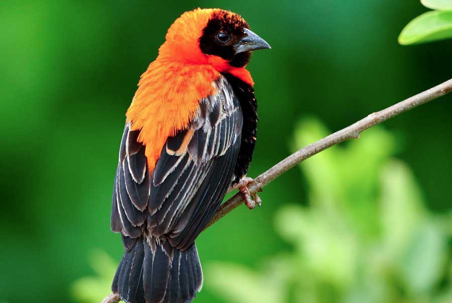 Kibale National Park Birding