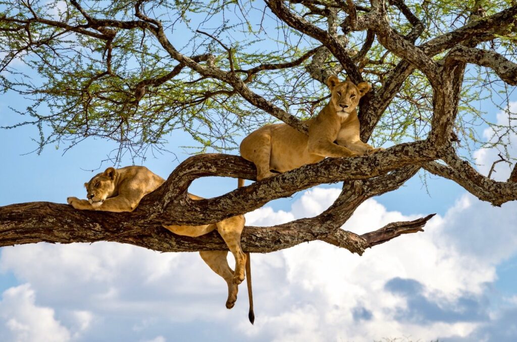 Lake Manyara National - Park tree climbing lions