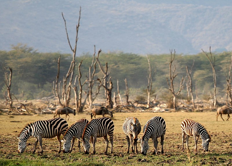 Lake Manyara National Park - Zebras