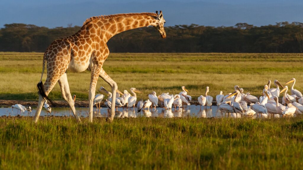 Lake Nakuru National Park Rothschilds Giraffe