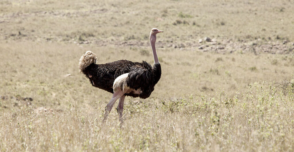 Mara Naboisho Conservancy Ostrich