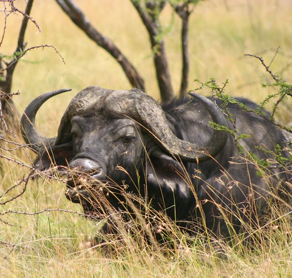 Mara Naboisho Conservancy Buffaloes