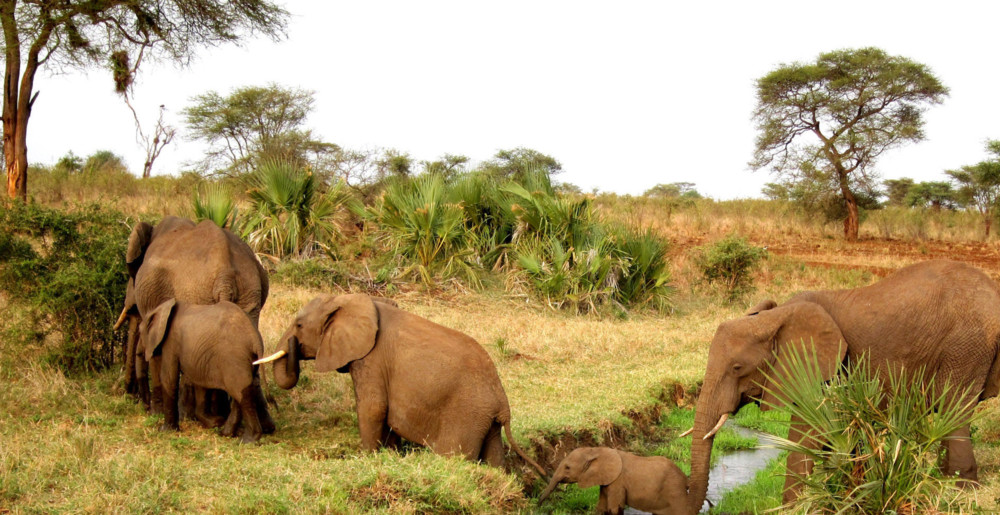 Mara Naboisho conservancy elephants