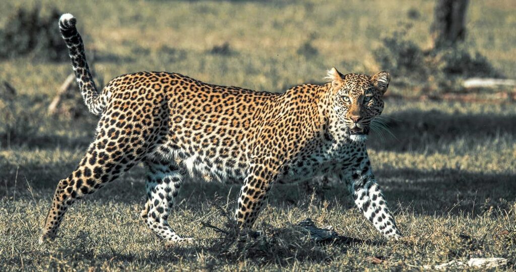 Mara Naboisho Conservancy Leopard