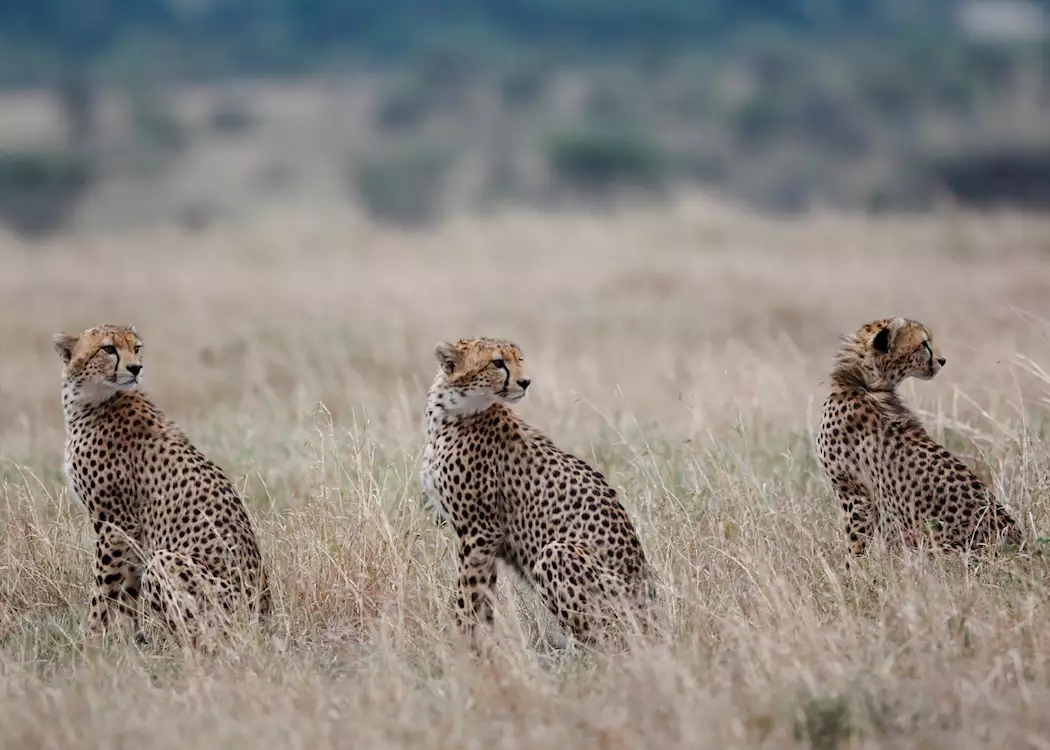 Mara Naboisho Conservancy Leopards
