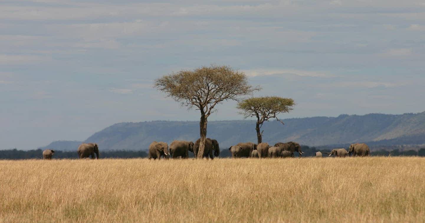 Mara North Conservancy Elephants in The Plains