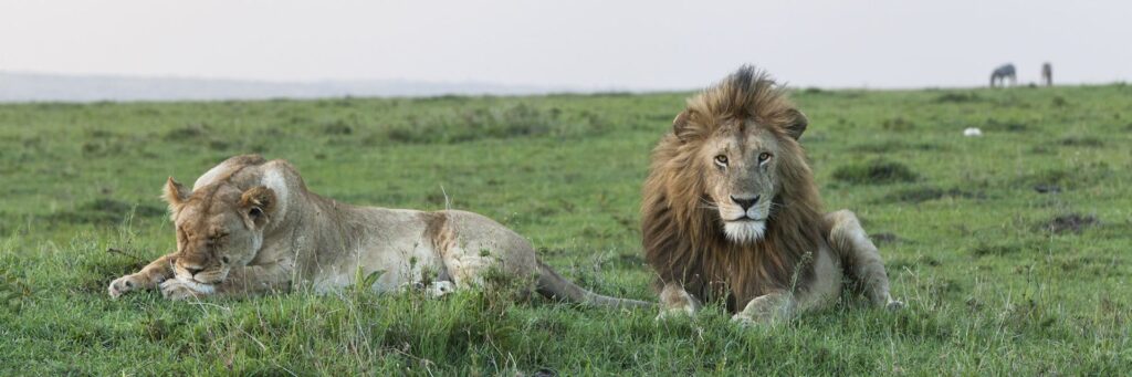 Mara North Conservancy Lion & Lioness