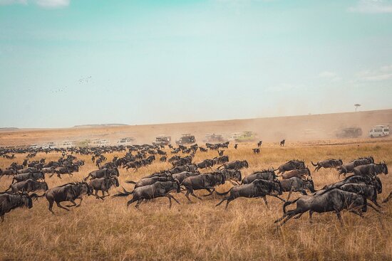 Mara North Conservancy Wildebeest Migration