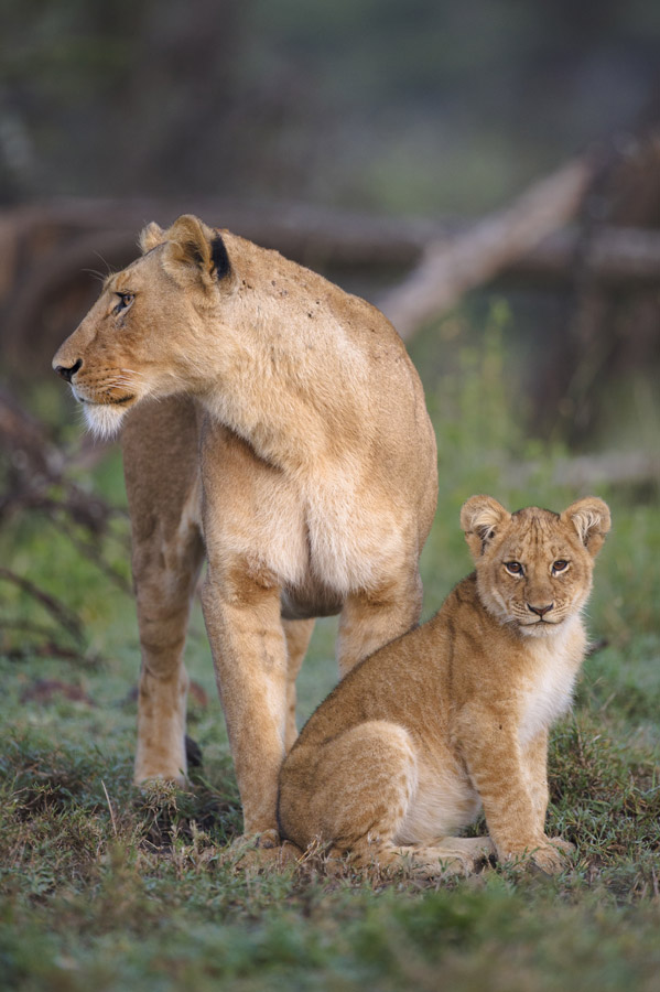 Mara Ol Kinyei Conservancy Lioness and Her Cub