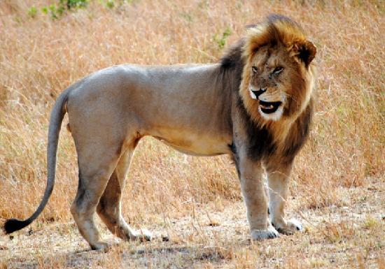 Mara Ol Kinyei Conservancy a Hungry Lion