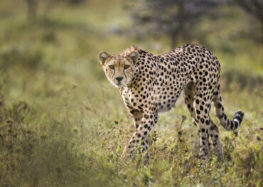 Mara Ol Kinyei Conservancy Cheetah
