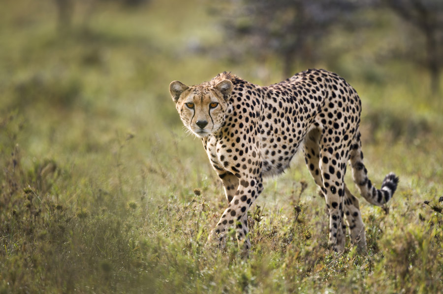Mara Ol Kinyei Conservancy Cheetah