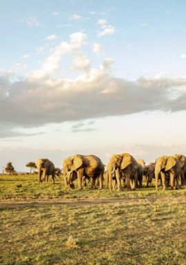 Mara Ol Kinyei Conservancy Elephants