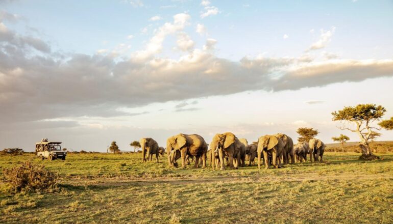 Mara Ol Kinyei Conservancy Elephants