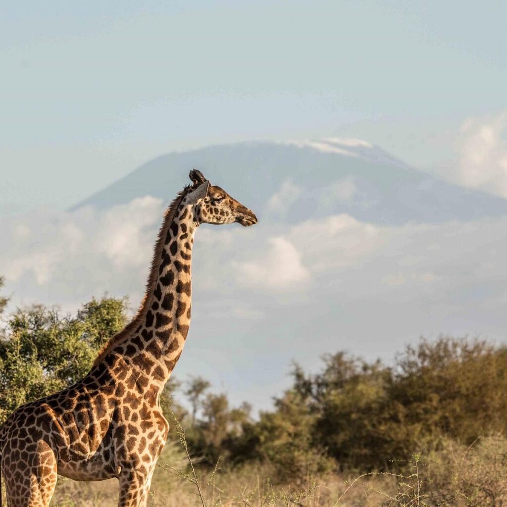 Mara Ol-Kinyei Conservancy Giraffe
