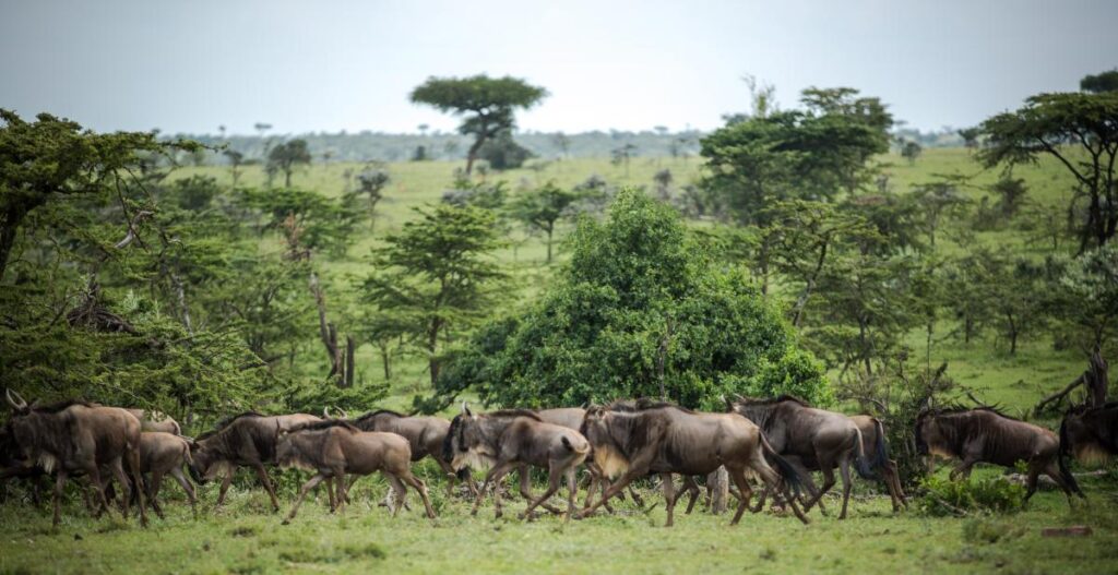 Mara Ol Kinyei Conservancy Wildebeests