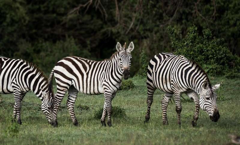 Mara Ol Kinyei Conservancy Zebras