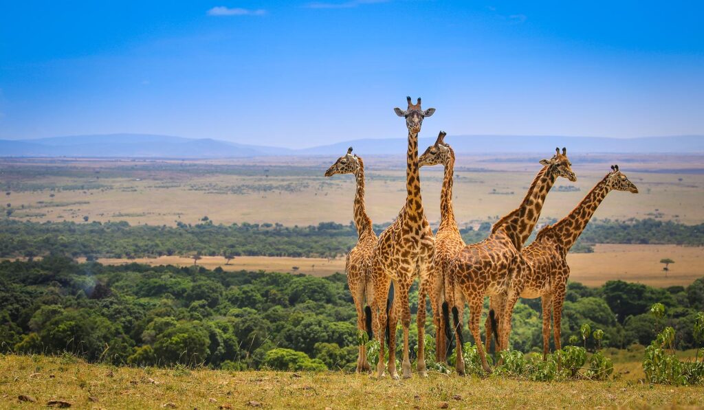 Mara Triangle Conservancy Game Viewing Giraffes