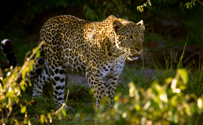 Mara Triangle Conservancy Leopard
