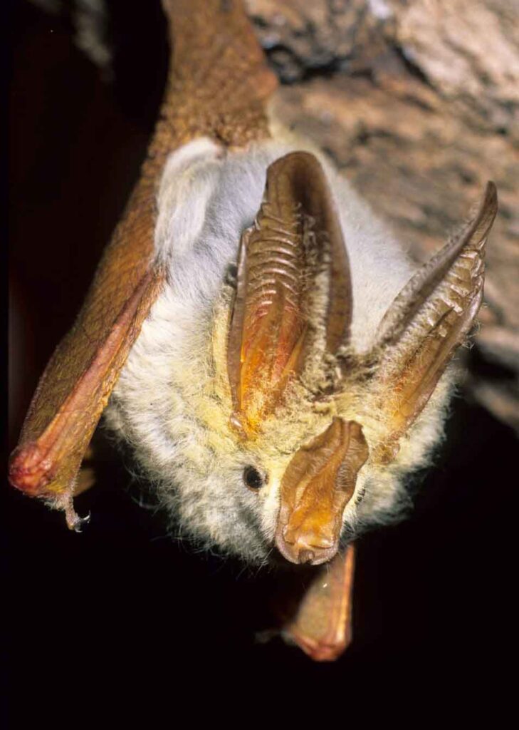 Meru National Park Bat in The Night