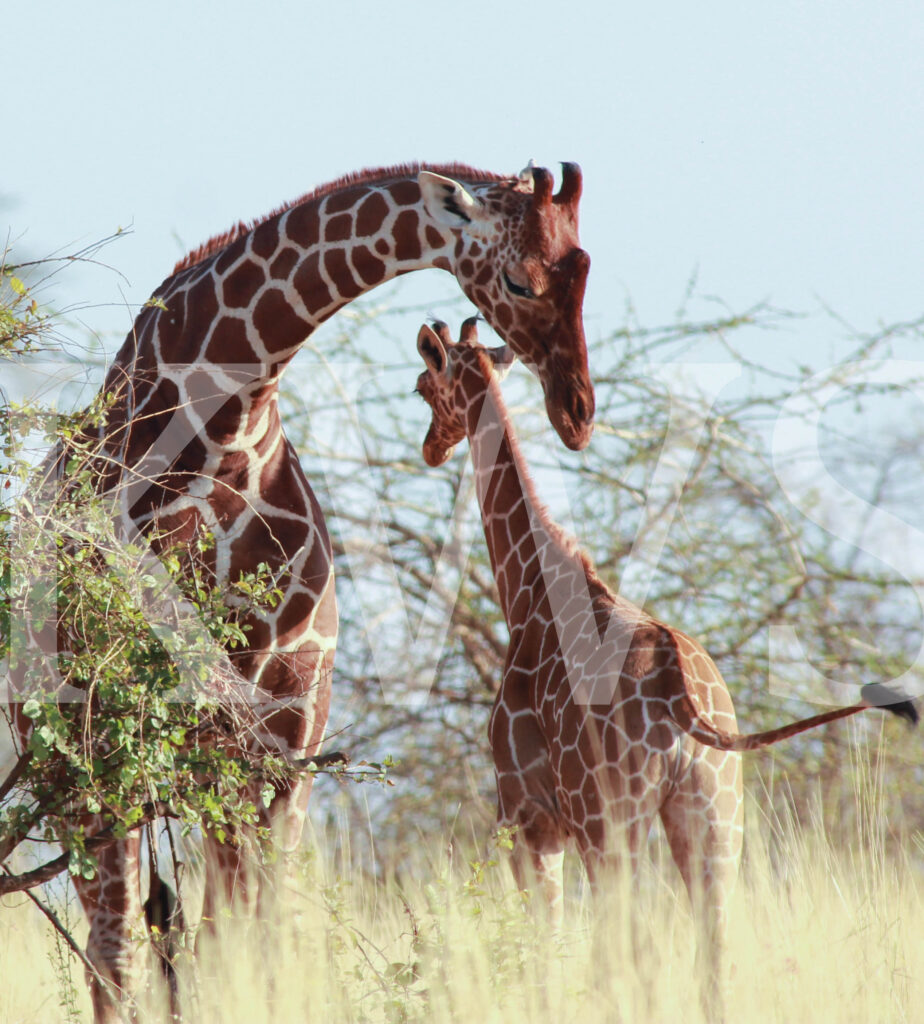 Meru National Park Giraffes