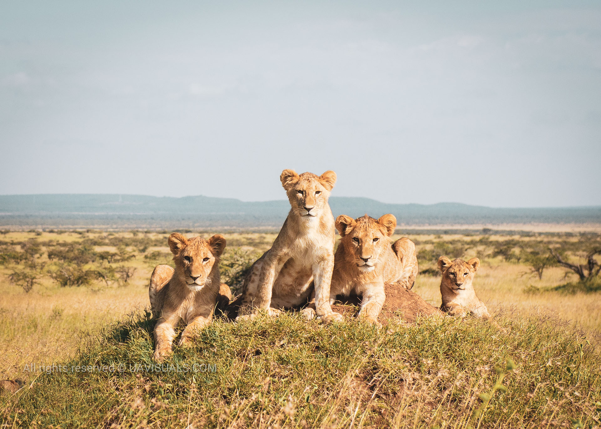 Mugie Conservancy Lions