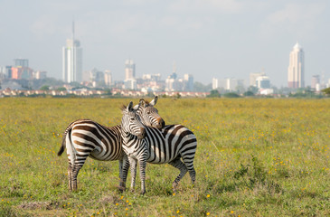 Nairobi City Backdrop from Nairobi National Park